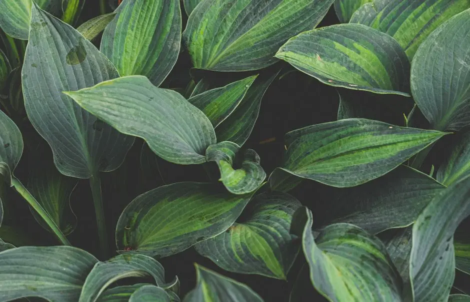 Greens & Outdoors at KOLTE PATIL LIFE REPUBLIC HARMONY RESIDENCY, Hinjewadi, Pune