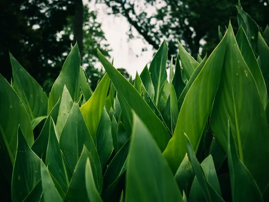 Greens & Outdoors at KOLTE PATIL LIFE REPUBLIC ECHOES, Hinjewadi, Pune