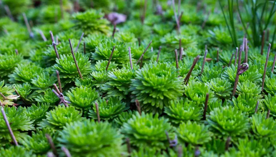 Greens & Outdoors at KOLTE PATIL ESPACE, Somnath Nagar, Pune