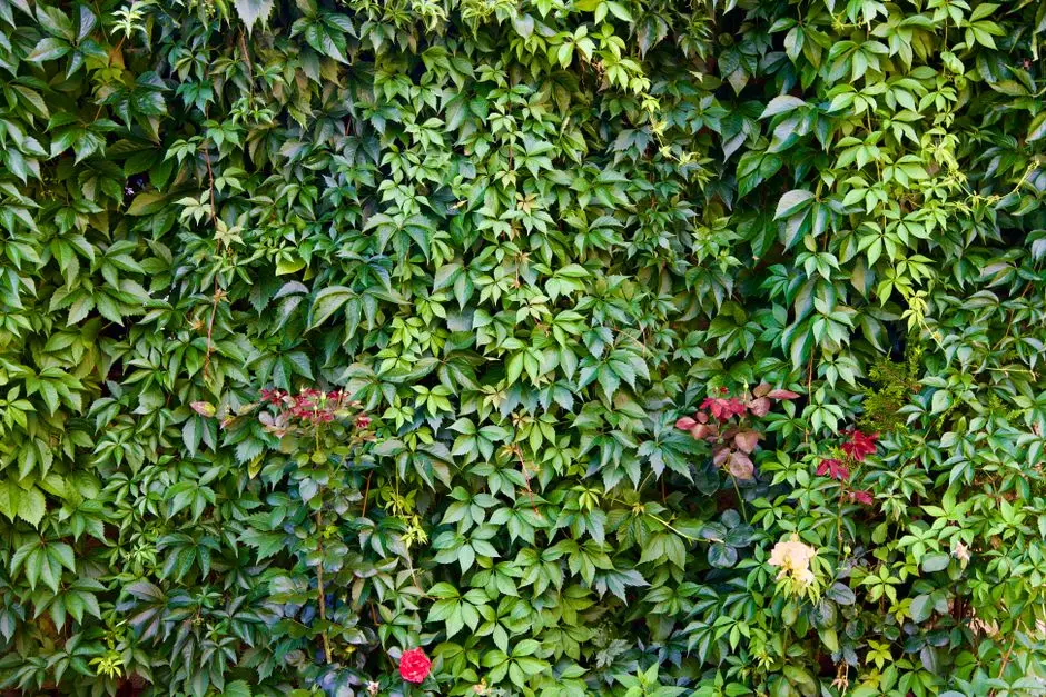Greens & Outdoors at KOLTE PATIL MARGOSA HEIGHTS, NIBM, Pune
