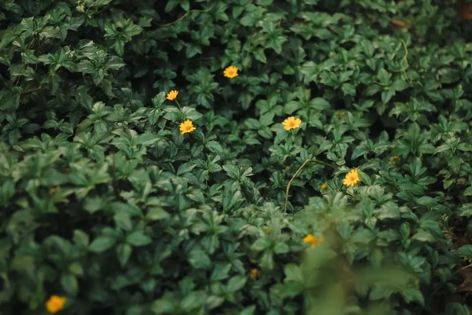 Greens & Outdoors at KOLTE PATIL BOND, Punawale, Pune