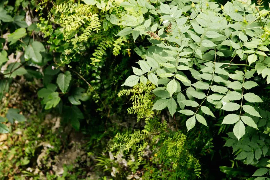Greens & Outdoors at KOLTE PATIL OSHIWARA REDEVELOPMENT, Mumbai